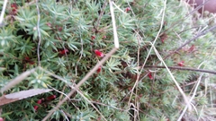 Styphelia humifusa
