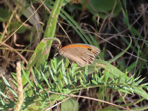 Meadow Brown