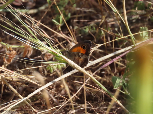 Southern Gatekeeper