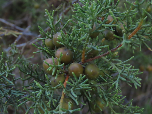 Mediterranean juniper