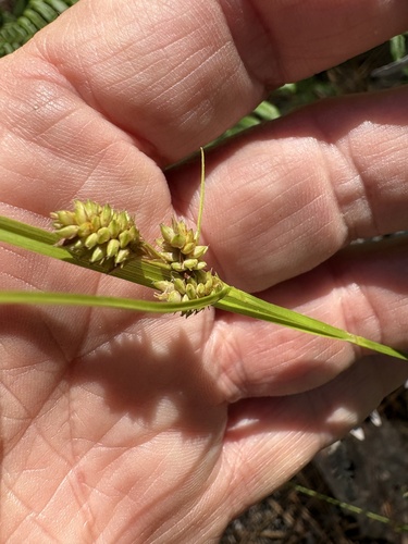 Hirsute sedge (Carex complanata)