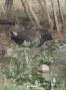 Eurasian Moorhen