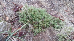 Styphelia humifusa