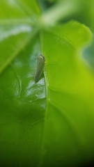 Megophthalminae
