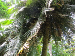 Cycas rumphii