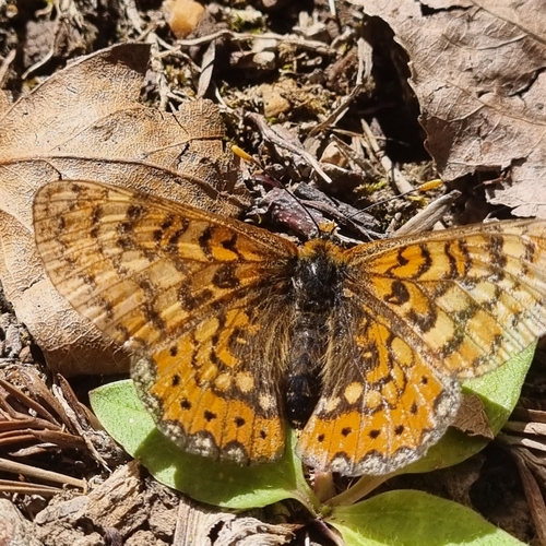 Marsh Fritillary