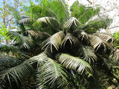 Cycas rumphii