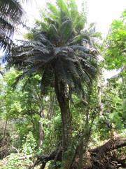 Cycas rumphii