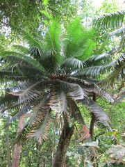 Cycas rumphii