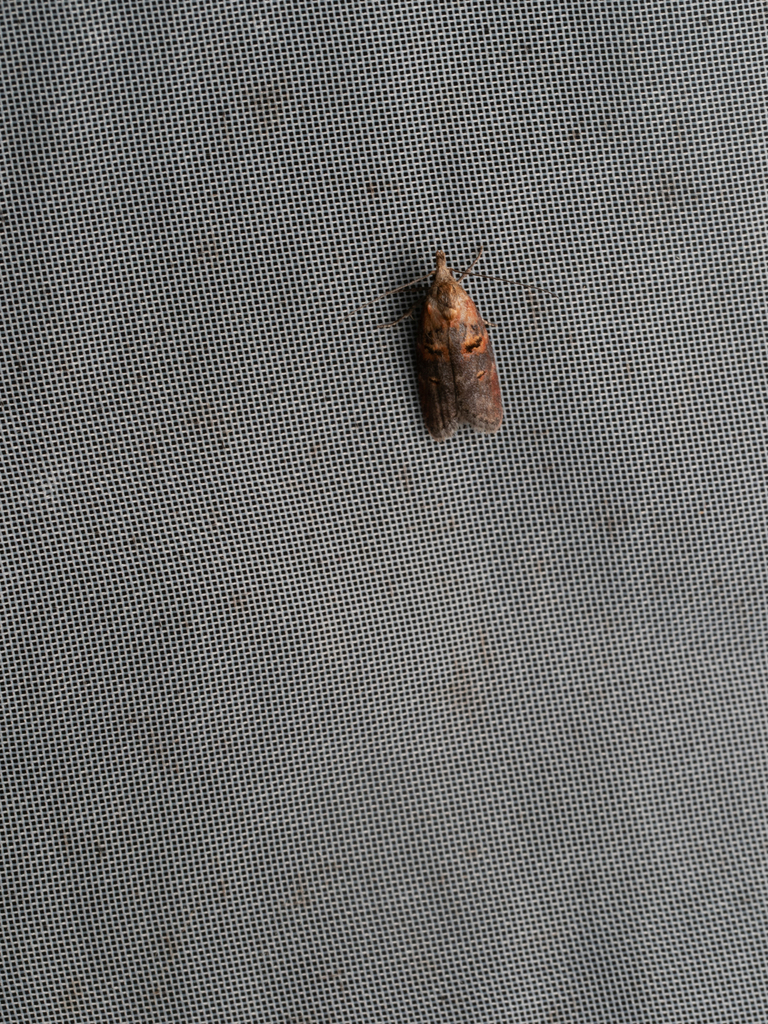 Anchinia cristalis