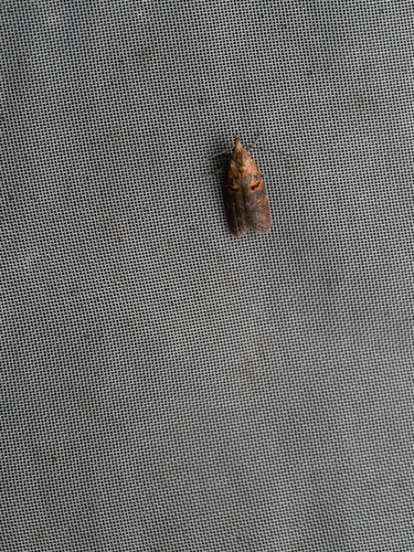 Anchinia cristalis