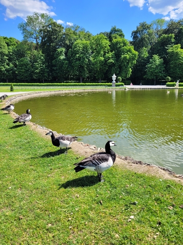 Barnacle Goose