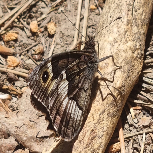Rock Grayling