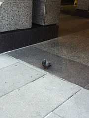 Columba livia domestica