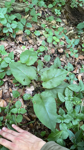Suffolk Lungwort