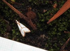 Pseudargyria interruptella