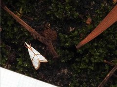 Pseudargyria interruptella