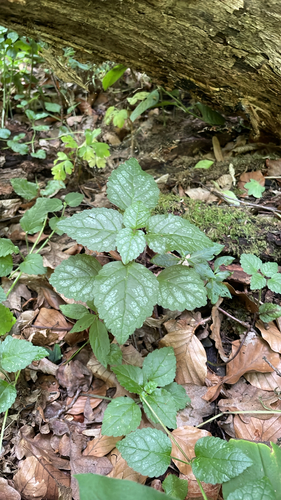 yellow archangel