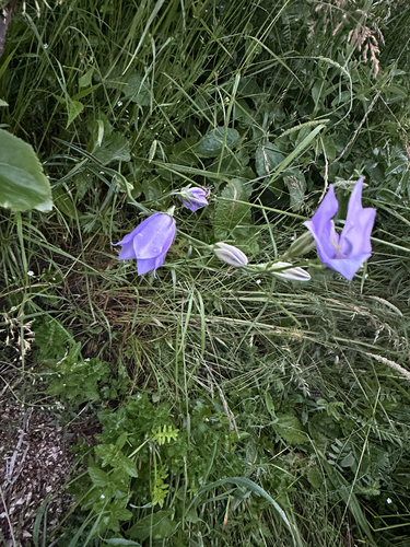 Peach-leaved Bellflower