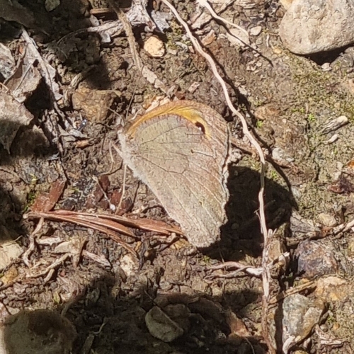 Meadow Brown