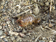 Bothriurus patagonicus
