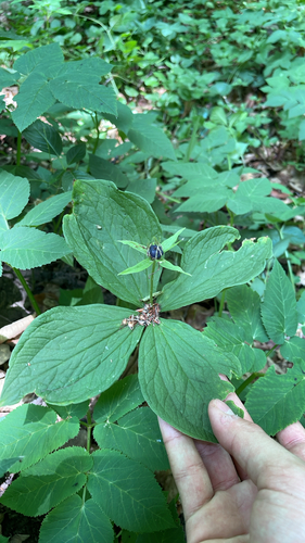 Herb Paris