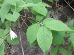 Deutzia uniflora