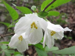 Deutzia uniflora
