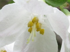 Deutzia uniflora