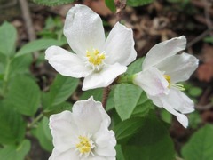 Deutzia uniflora
