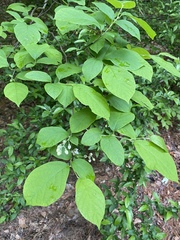 Styrax grandifolius