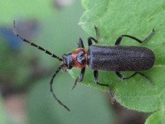 Lycocerus nigrimembris