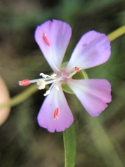 Clarkia delicata