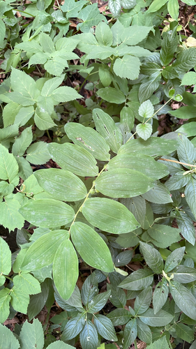 Solomon's-seal