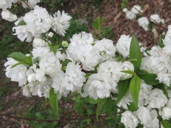 Prunus glandulosa