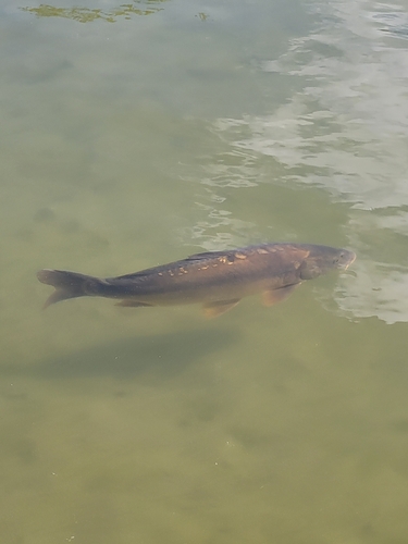 European Carp