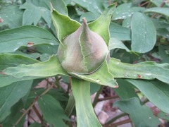 Paeonia × suffruticosa
