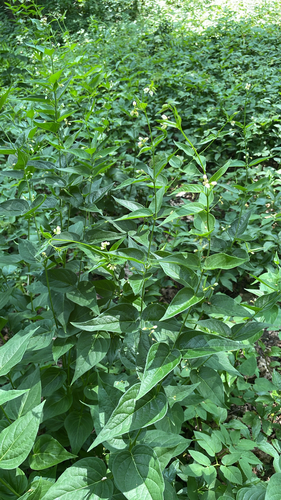 Swallow-wort