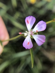 Clarkia delicata
