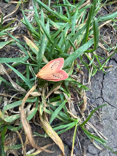 Rosy Footman