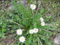 Taraxacum coreanum