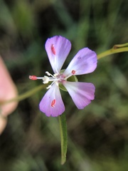 Clarkia delicata