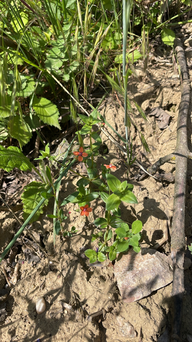 scarlet pimpernel
