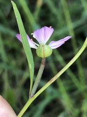 Clarkia delicata