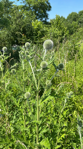 Glandular Globe-thistle
