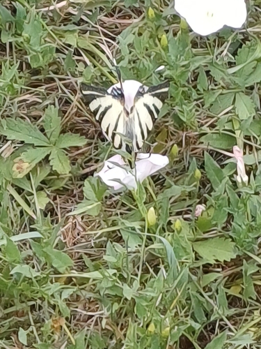 Scarce Swallowtail