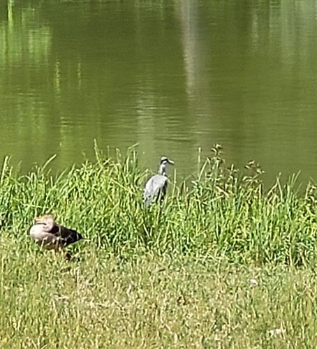 Grey Heron