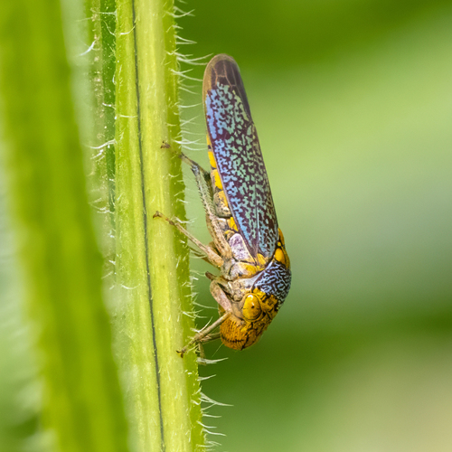 Broad-headed Sharpshooter