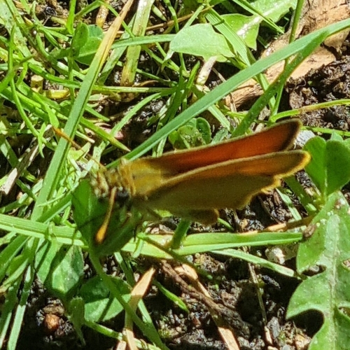 Small Skipper