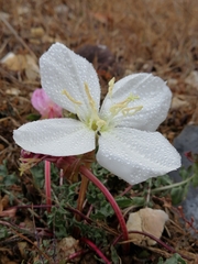 Oenothera acaulis